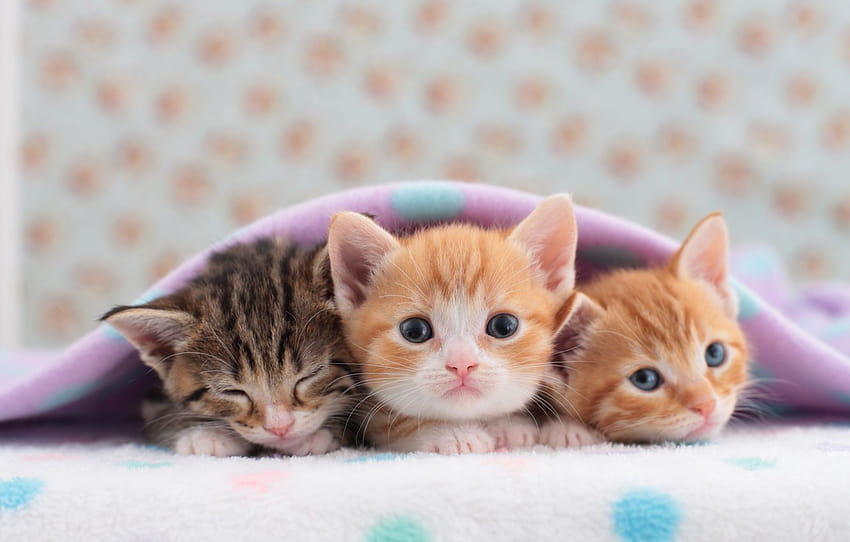kittens, blanket, trio, cute , section кошки, 3 kittens HD wallpaper