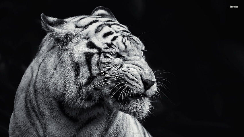Schwarz-Weiß-Tiger HD-Hintergrundbild