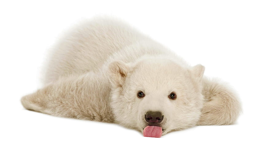Cub, słodkie, małe zwierzę, niedźwiedź polarny, leżenie, zwierzę, słodkie niedźwiedzie polarne Tapeta HD