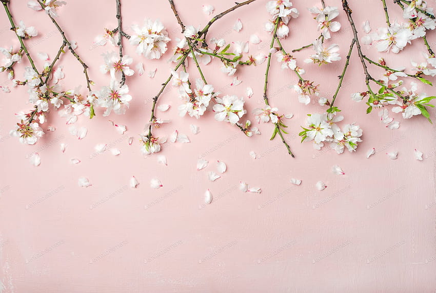 Spring almond blossom flowers and petals over light pink backgrounds by sonyakamoz on Envato Elements, light spring flowers HD wallpaper