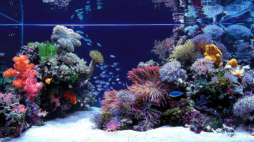 Fish Tank Group, fish aquarium HD wallpaper