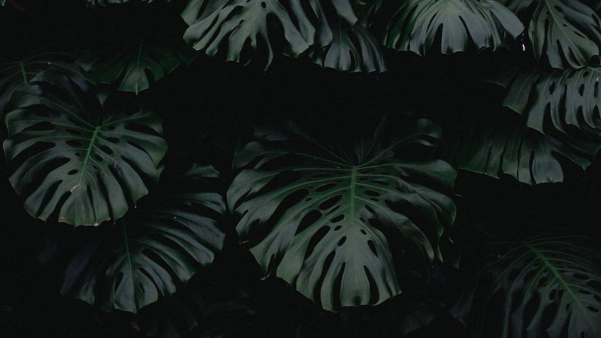 葉、緑、暗い、植物、植物の美学 高画質の壁紙