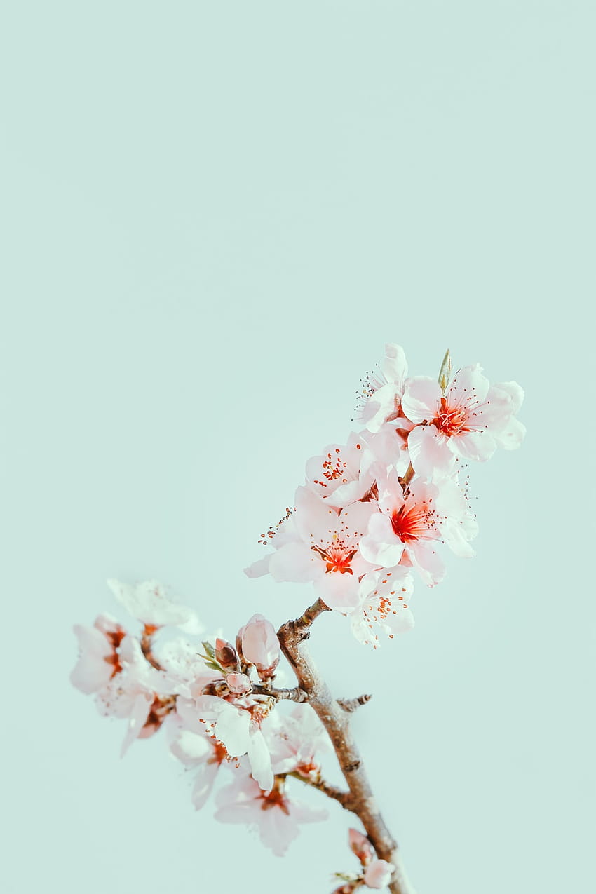 55 Cherry Blossom, blossom tree aesthetic HD phone wallpaper | Pxfuel