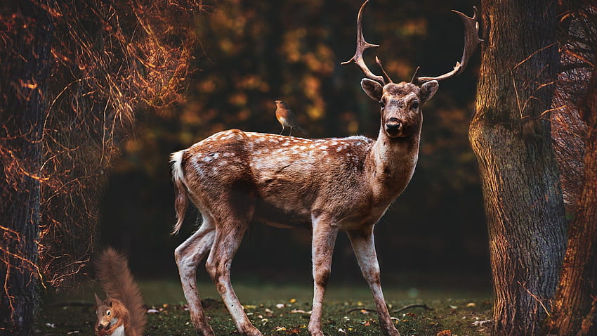 Fallow deer , Squirrel, Bird, Trees, Forest, Autumn, , Animals HD wallpaper