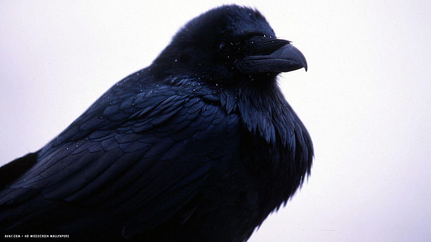 raven black bird / birds backgrounds HD wallpaper