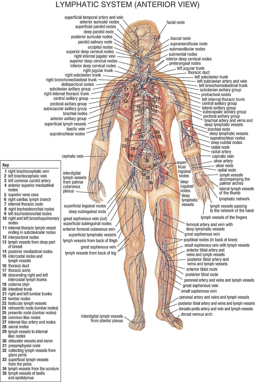 Body Parts Muscular System Body Parts Muscular HD phone wallpaper