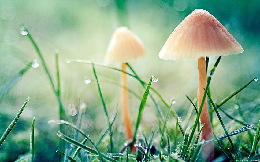 Beautiful Mushrooms In Forest, fungi HD wallpaper