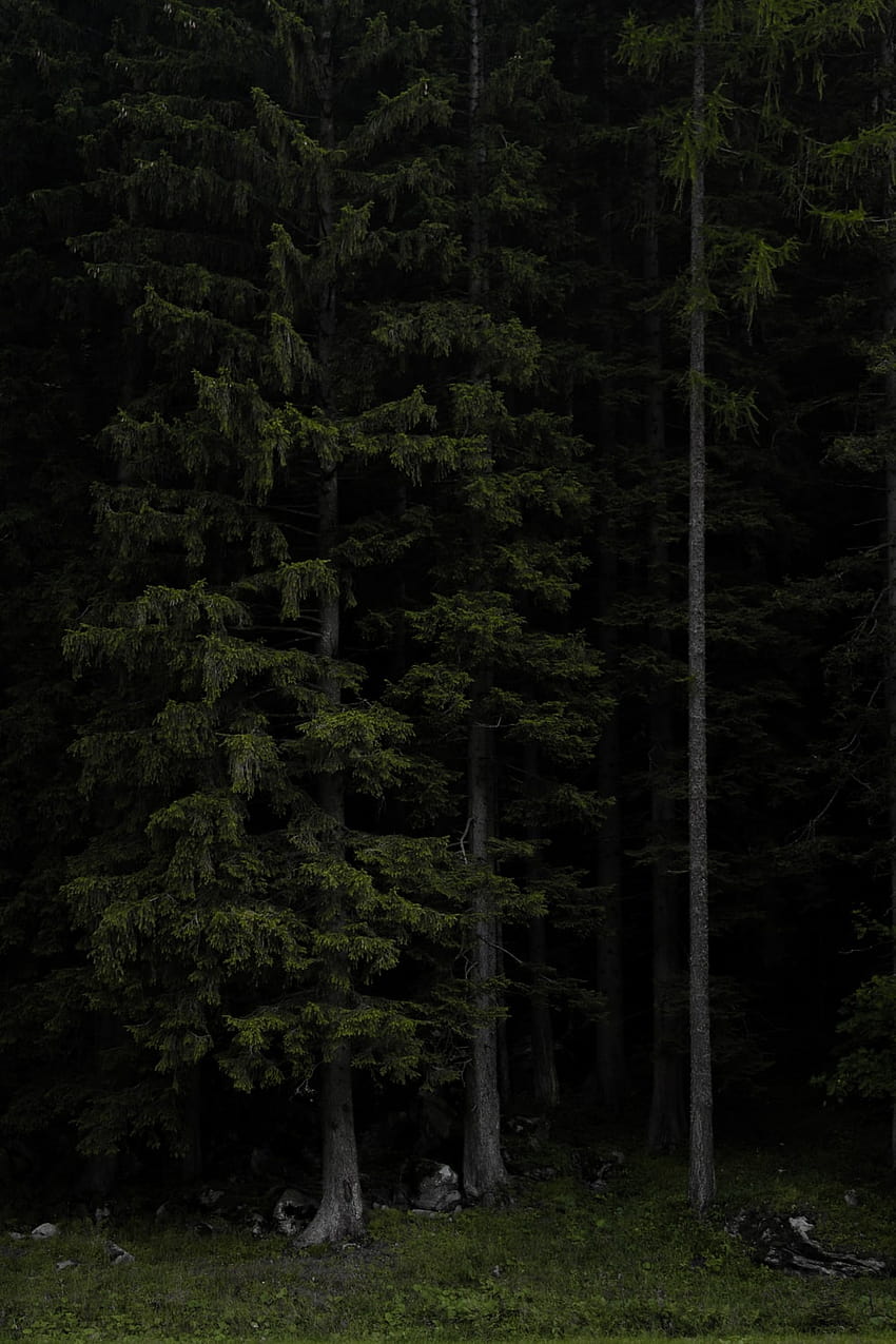 Tudo sobre: ​​Clear Green Forrest Detalhado, floresta verde escura Papel de parede de celular HD