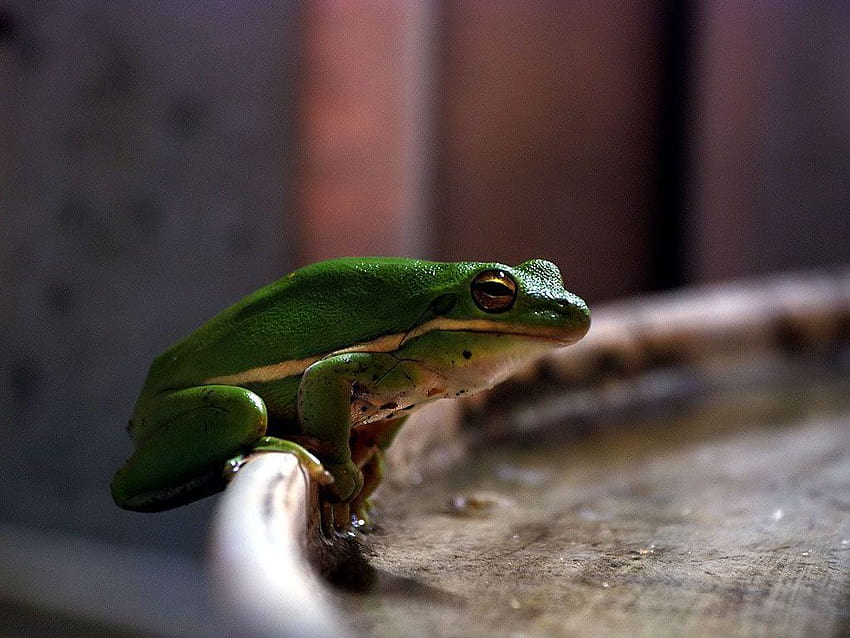 Glass Frogs Hd Wallpaper Pxfuel