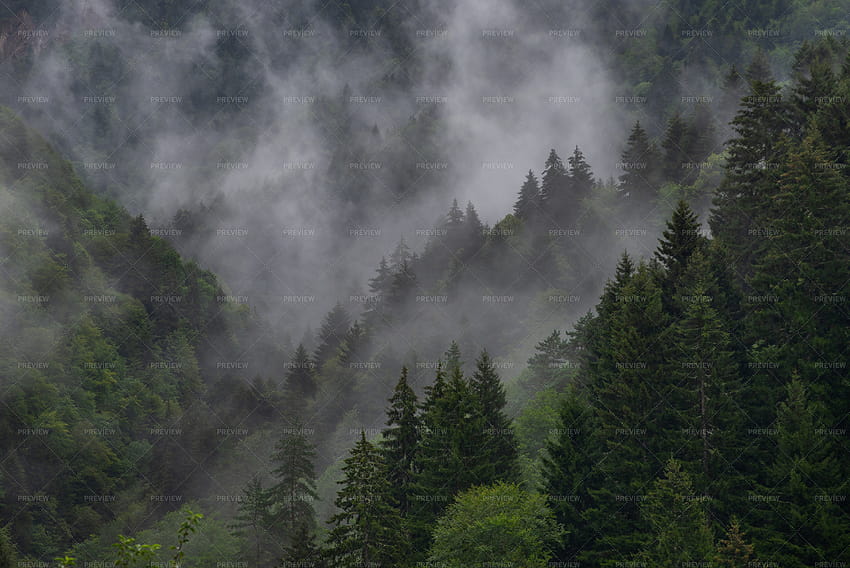Foggy And Rainy Mountain Forest HD wallpaper