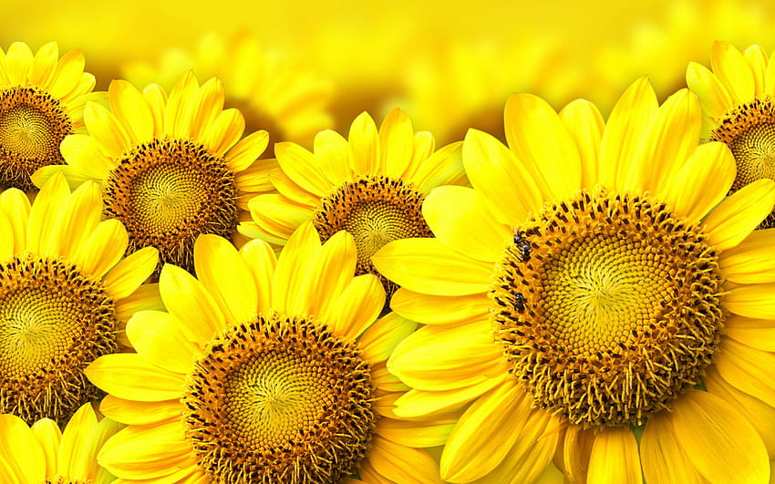 Sunflowers, common sunflower HD wallpaper