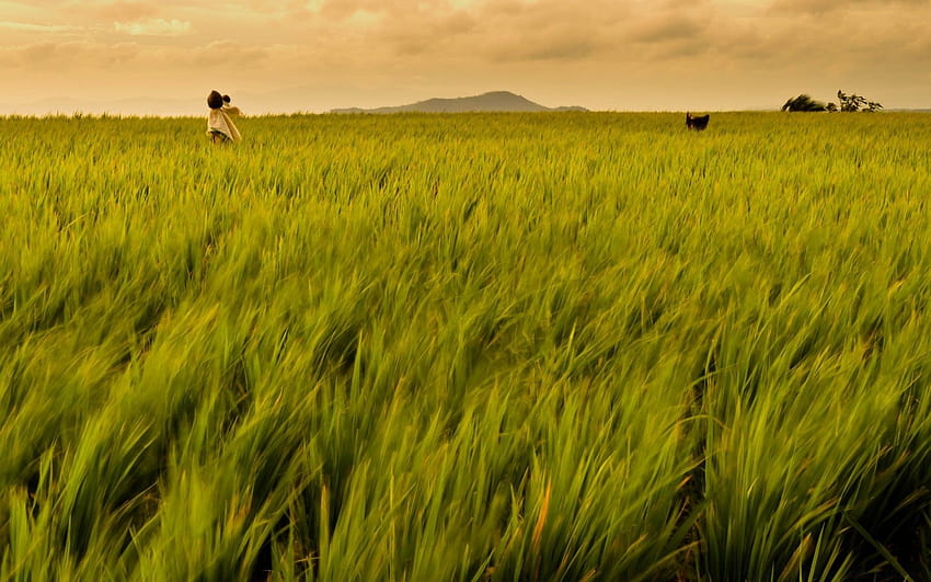Campo de arroz Filipinas, granja de arroz fondo de pantalla