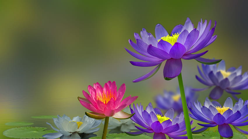 Bunga teratai ungu dan merah muda, kolam, air, burung 5120x2880, bunga teratai ungu Wallpaper HD