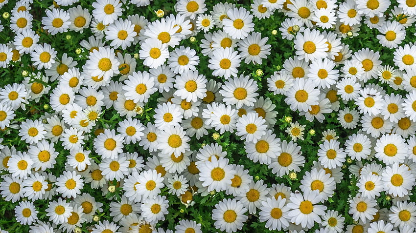 Chamomile Spring Marguerite Daisy Flowers ดอกไม้สีเหลืองสีขาวสำหรับโทรศัพท์มือถือ แท็บเล็ตและแล็ปท็อป 3840x2400 : 13 วอลล์เปเปอร์ HD