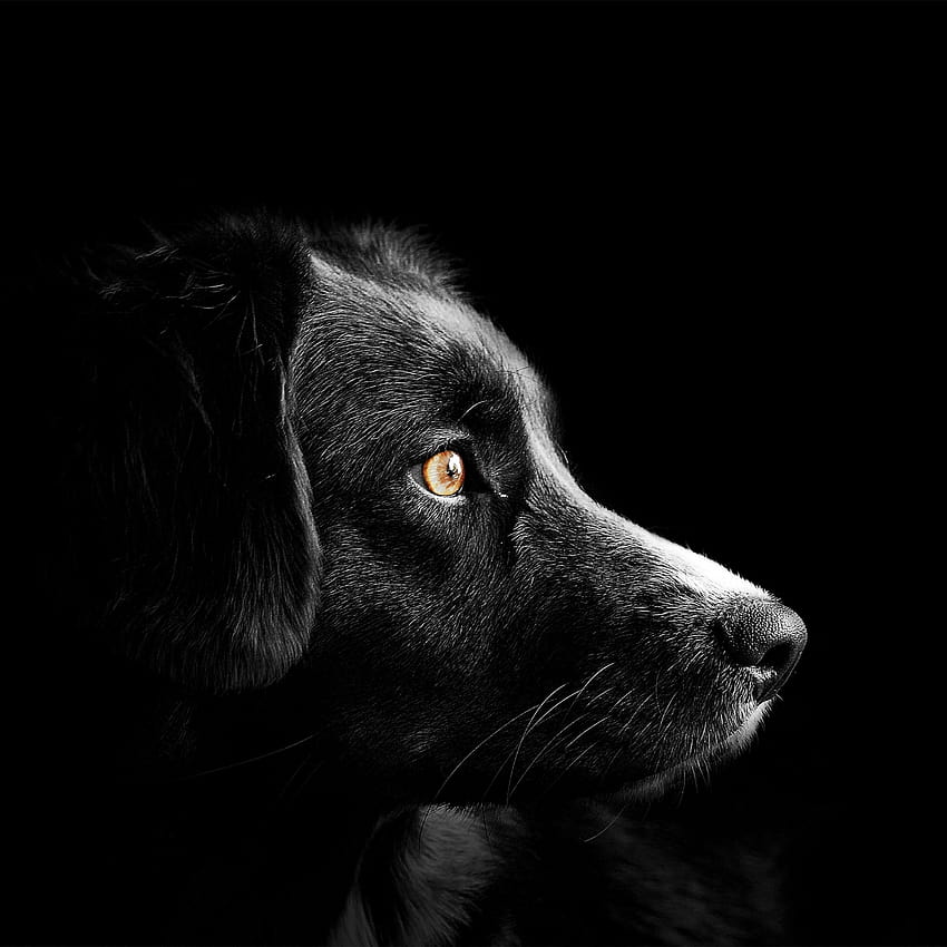 Black dog , Cute puppies, Black background, Dark, AMOLED, Animals, all dogs HD phone wallpaper