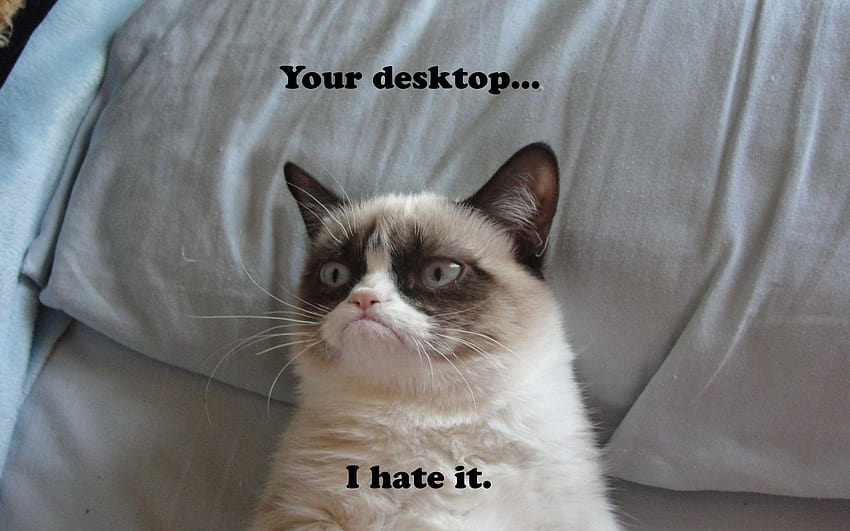 Grumpy Cat Meme ユーモア 面白い猫, 面白いミーム 高画質の壁紙