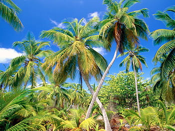 Coconut trees HD wallpapers | Pxfuel