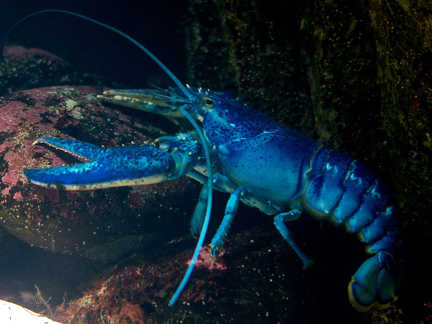 Blue Crayfish HD wallpaper
