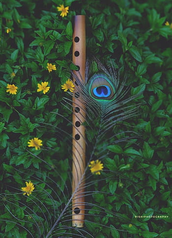 Beautiful peacock feather HD wallpapers | Pxfuel