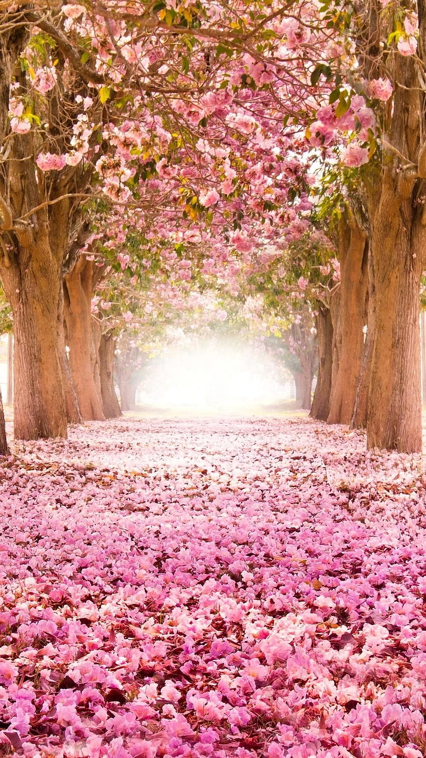 Nature Cherry Blossom Korea HD тапет за телефон