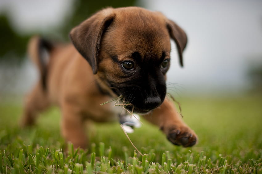 Boxer puppy and gift box and, puppy gift HD wallpaper