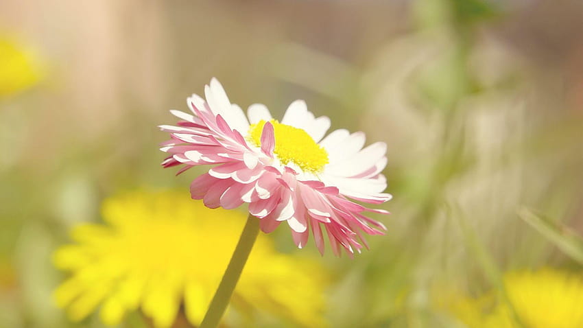 Pink Chrysanthemum HD wallpaper | Pxfuel