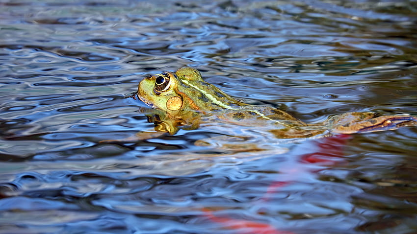 2560x1440 frog, water, swim 16:9 HD wallpaper