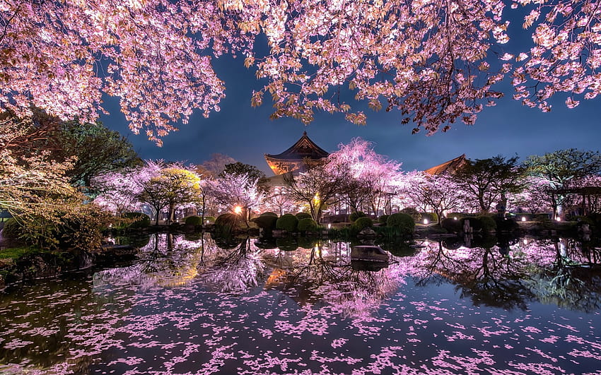 cherry blossom, evening, Japanese temple, spring, pond, sakura, night, lights, Japan, spring garden, Japanese architecture with resolution 1920x1200. High Quality, japanese sakura HD wallpaper