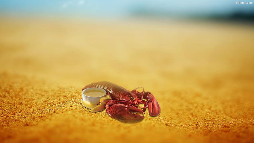 Lobster, hermit crab HD wallpaper
