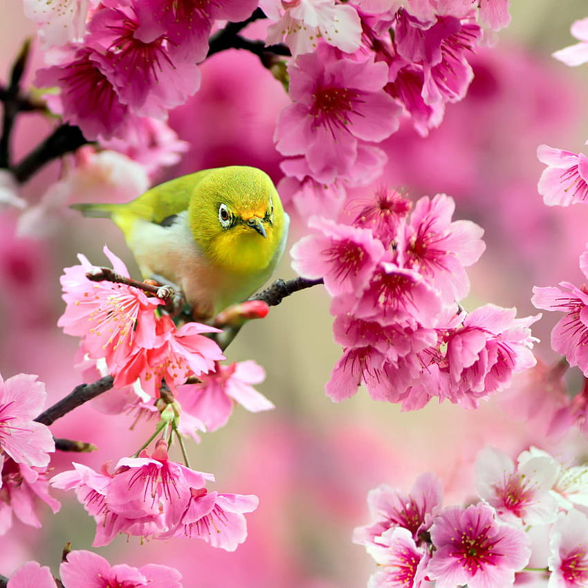 Green little bird sing in a tree, little bird and flowers HD phone wallpaper