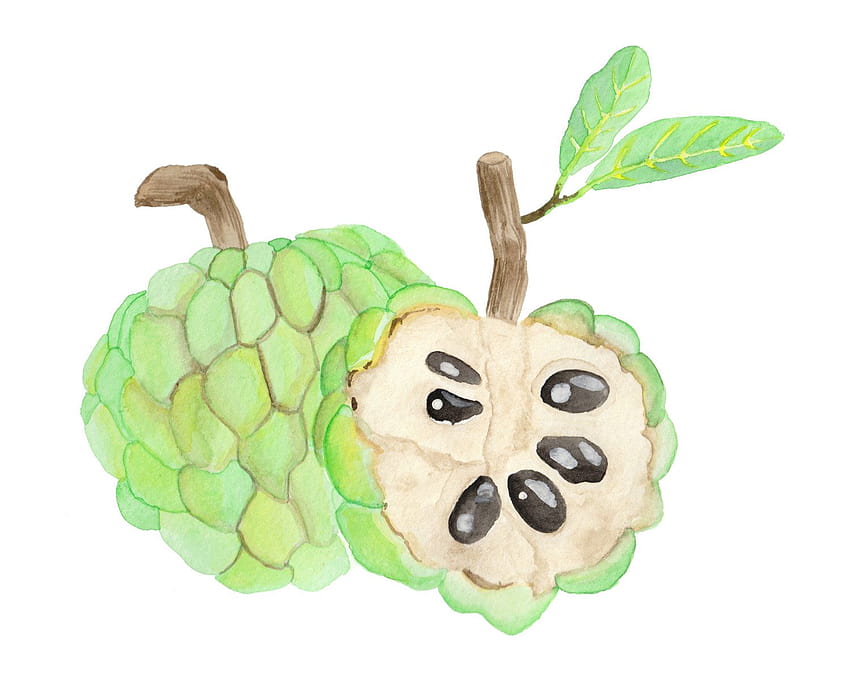 Flan pomme aquarelle alimentaire Illustration par EatItPaintIt, custard apple HD wallpaper