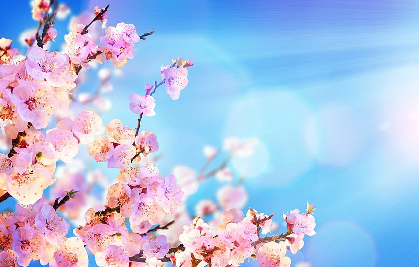 the sky, the sun, flowers, branches, spring, Sakura, flowering, sky, pink, blossom, flowers, sakura, spring , section цветы, pink spring flower HD wallpaper