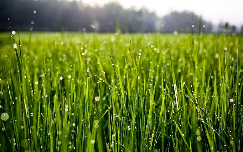 Grass Morning Dew, Morgentau lässt Gras fallen HD-Hintergrundbild