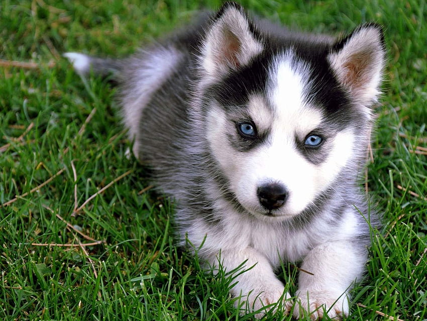 Husky Puppy Awesome Cute Husky Puppy Instagram Backgrounds Amazingpict Wallpaper HD