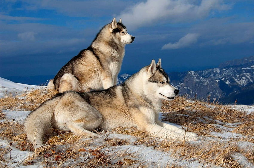 Siberian Husky Full y Backgrounds, perros huskies en invierno fondo de pantalla