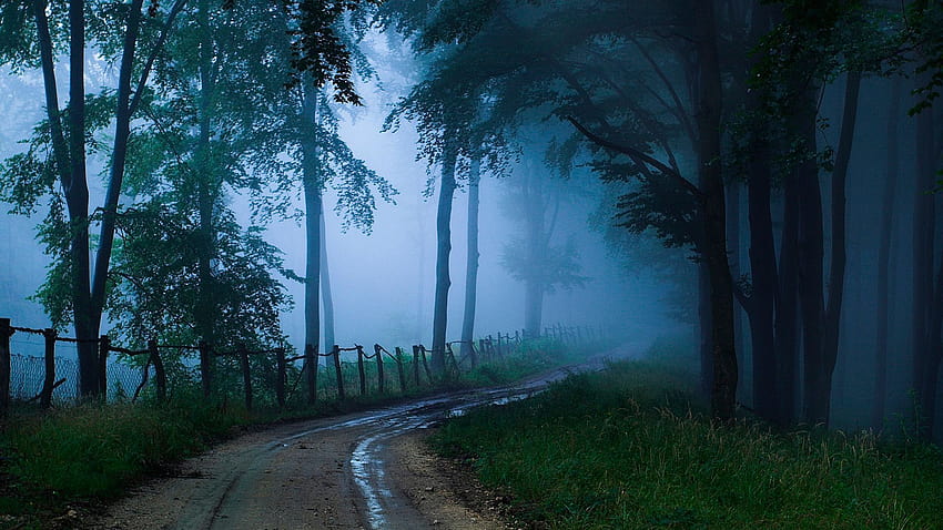 Country road in the dark forest. beautiful scenery for your phone, forest netherlands HD wallpaper