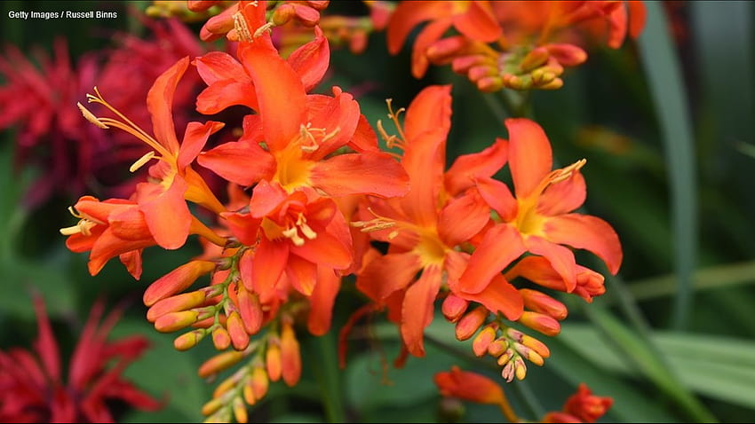 Crocosmia ไม้ยืนต้นสีสันสดใสที่มีชื่อที่โหดร้าย ดอกไม้ crocosmia วอลล์เปเปอร์ HD