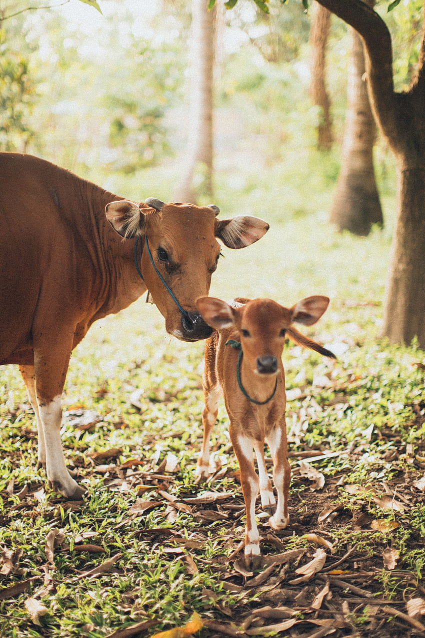 Cow And Calf · Stock, jersey cattle HD phone wallpaper | Pxfuel