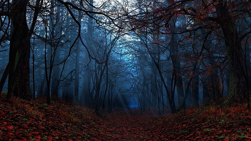 6 Spooky Forest, autumn forest aesthetic HD wallpaper