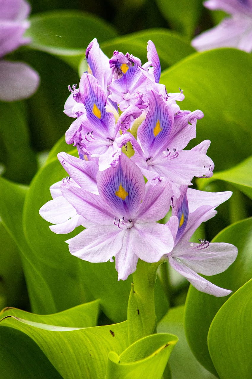 Water Hyacinth, hyacinths HD phone wallpaper