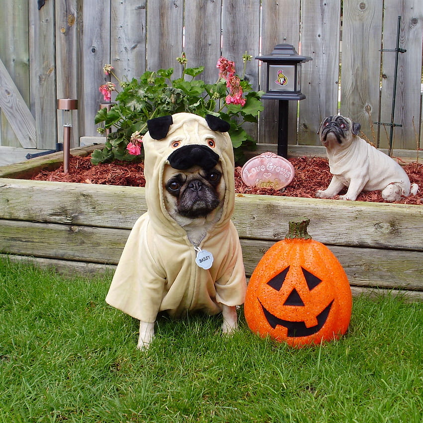Pug , Screensaver, Background. Our Pug Bailey Puggins Happy Halloween!, happy halloween dogs HD phone wallpaper