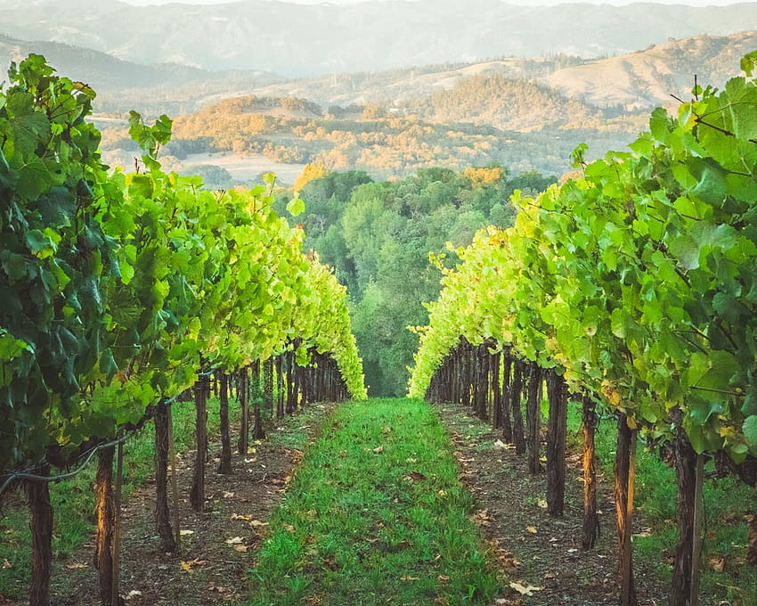 와인 포도원, 여름 와인 농장 HD 월페이퍼