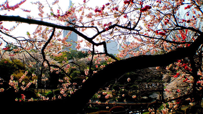 Flores: Shinjuku Gyoen Japón Flores Japonés Sakura Nature Blossom fondo de pantalla