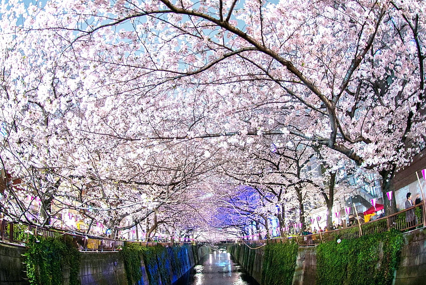 Japanese Cherry Blossom Cherry Blossom – Patrick, cherry trees HD wallpaper