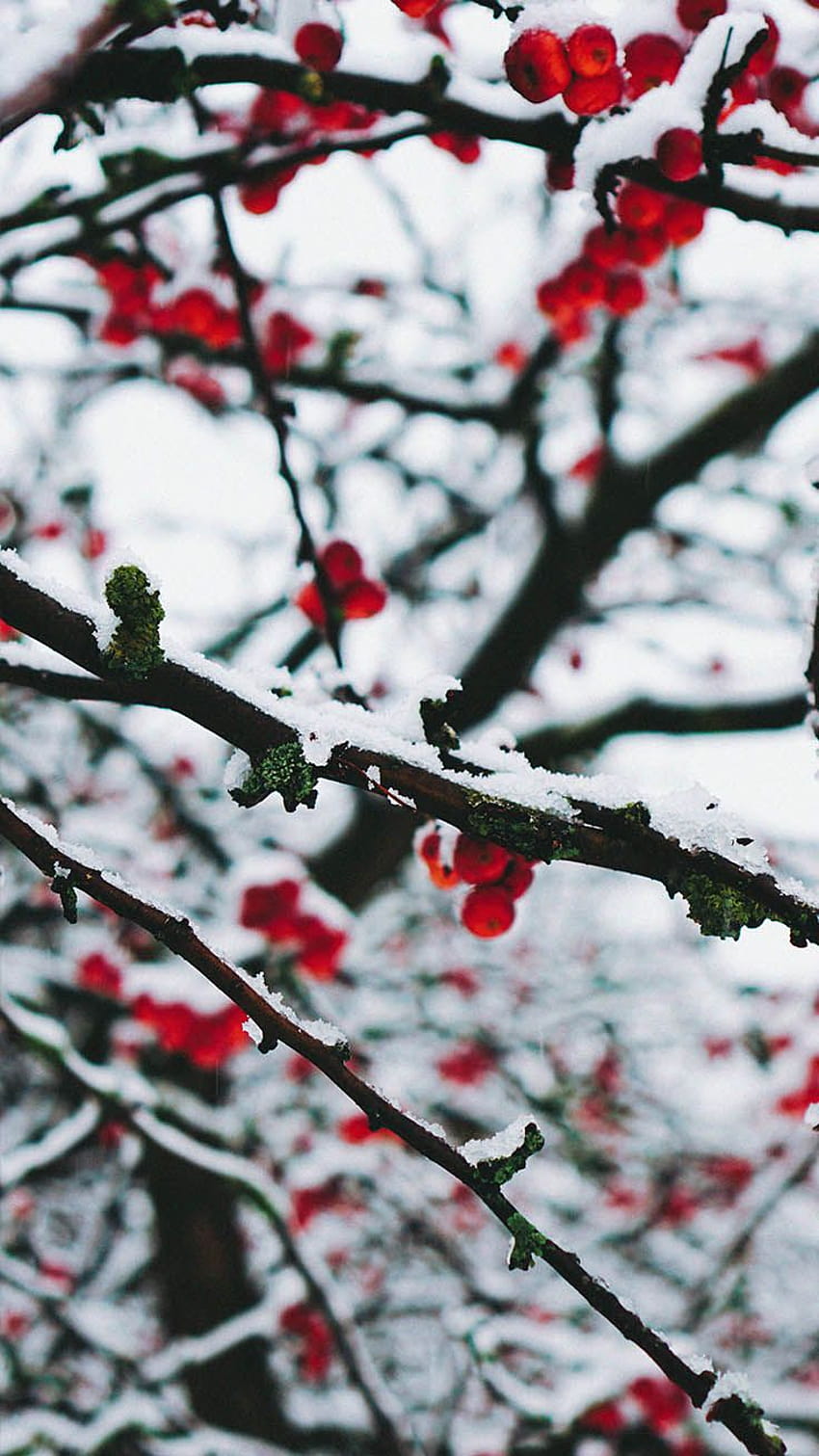 10 x Winter Wonderland iPhone Xs, winterlich adrett HD-Handy-Hintergrundbild