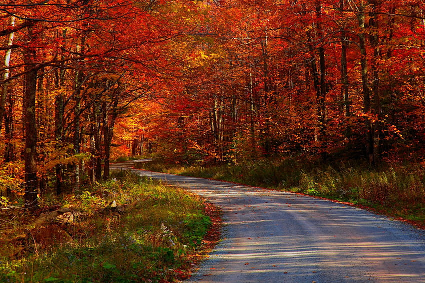 6 National Geographic Herbst, Reisestraße Waldherbst HD-Hintergrundbild