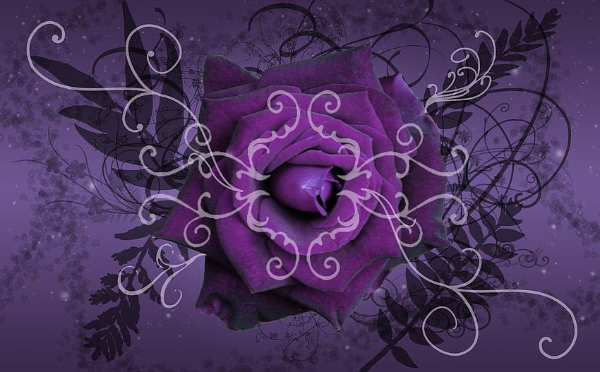 Purple Twilight Rose by silverperfume, purple color rose HD wallpaper ...