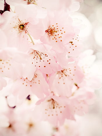 Hoa anh đào mùa xuân - Hoa anh đào là biểu tượng của mùa xuân và làm say đắm hàng triệu trái tim. Với những hình ảnh hoa anh đào mùa xuân, bạn có thể tận hưởng vẻ đẹp tuyệt vời của mùa xuân và cảm nhận sự sống động của thiên nhiên.