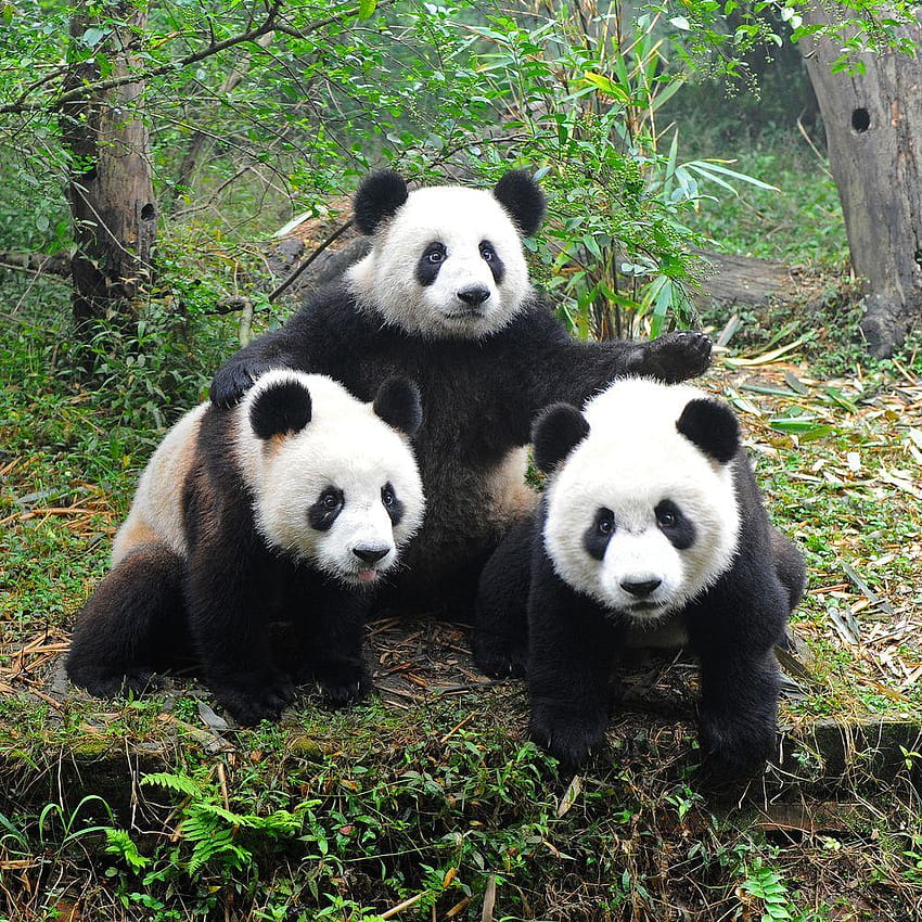 What's Wrong with Giant Pandas?, stone sour panda HD phone wallpaper