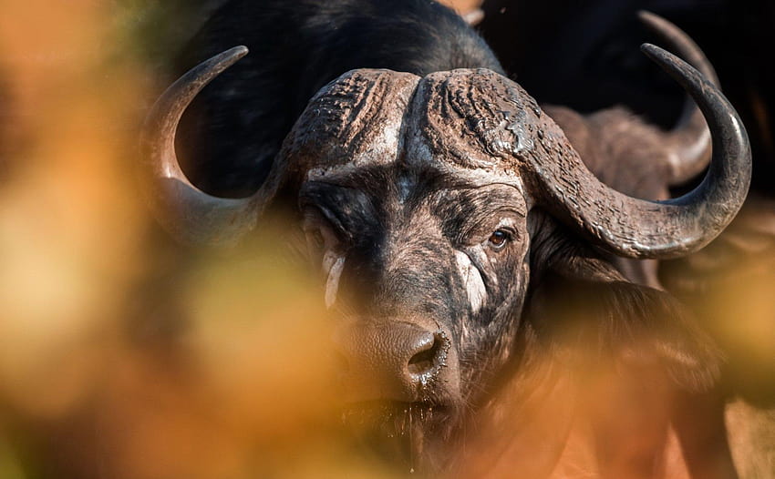 Cape buffalo HD wallpaper | Pxfuel